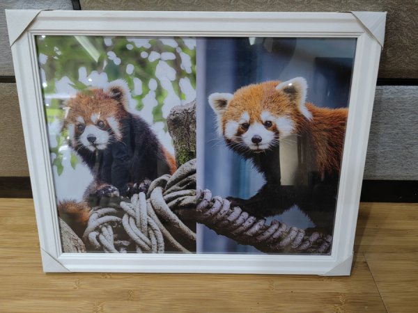 21点在线玩 上海动物园两只小熊猫登程赴台北