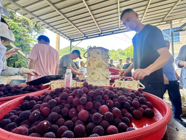 21点网页版点击即玩 余姚杨梅6月中旬将迎上市旺季，三重保险让破钞者宽心尝鲜初夏贞洁适口
